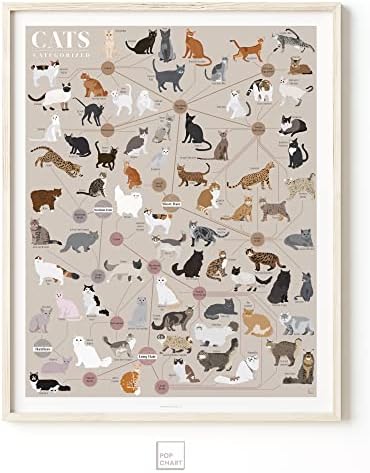 Поп чарт | Котки по категории | Художествен плакат 16 x 20 | Инфографика на всяка порода котки | Идеален декор за стени за любителите на котки в хола, кухнята и спалнята | Разработени и произведени в САЩ