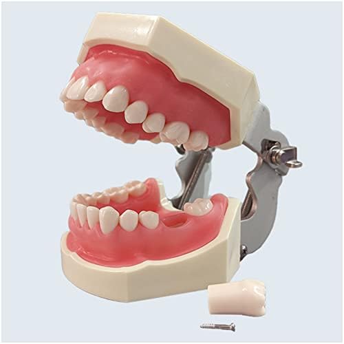 Стандартен модел на зъбите KH66ZKY - Модел зъби Dental Typodont - за студенти-стоматолози, Учебни принадлежности за Подвижни зъби