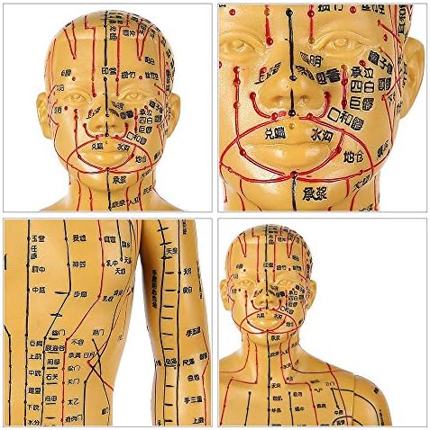 Анатомическая модел акупунктура KH66ZKY за мъже и жени - Модел акупунктура - с точки за акупунктура, включва Ръцете, Краката, ушите, височина на 19.6 инча